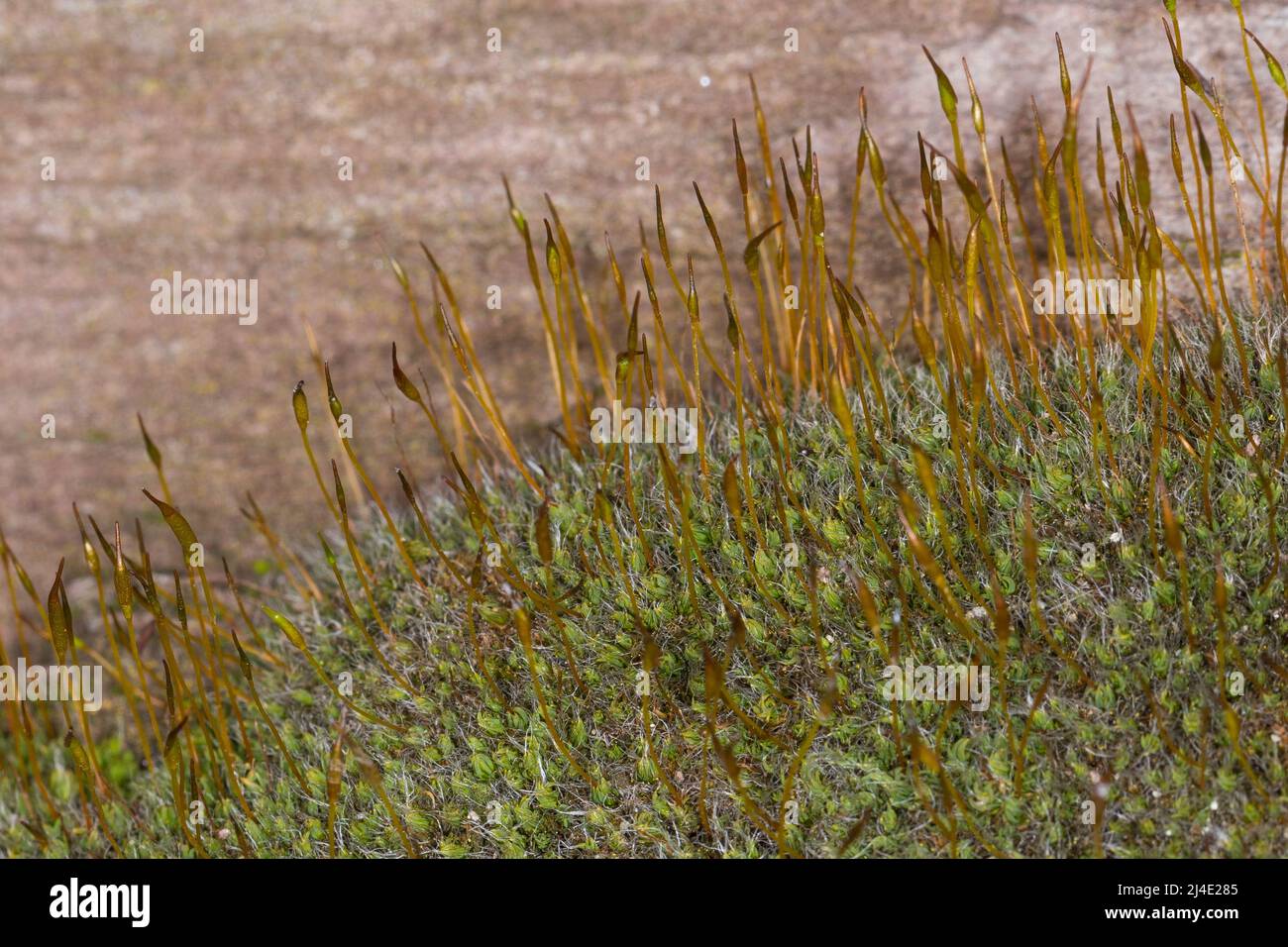 Mauer-Drehzahnmoos, in den Fugen einer Mauer, Mauerdrehzahnmoos, Drehzahnmoos, Mauer-Drehzahn, Tortula muralis, Tortula Moos, Wandschrauben-Moos, Barbule Stockfoto