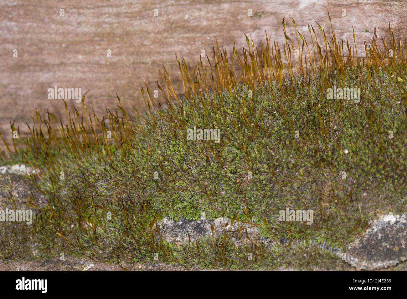 Mauer-Drehzahnmoos, in den Fugen einer Mauer, Mauerdrehzahnmoos, Drehzahnmoos, Mauer-Drehzahn, Tortula muralis, Tortula Moos, Wandschrauben-Moos, Barbule Stockfoto