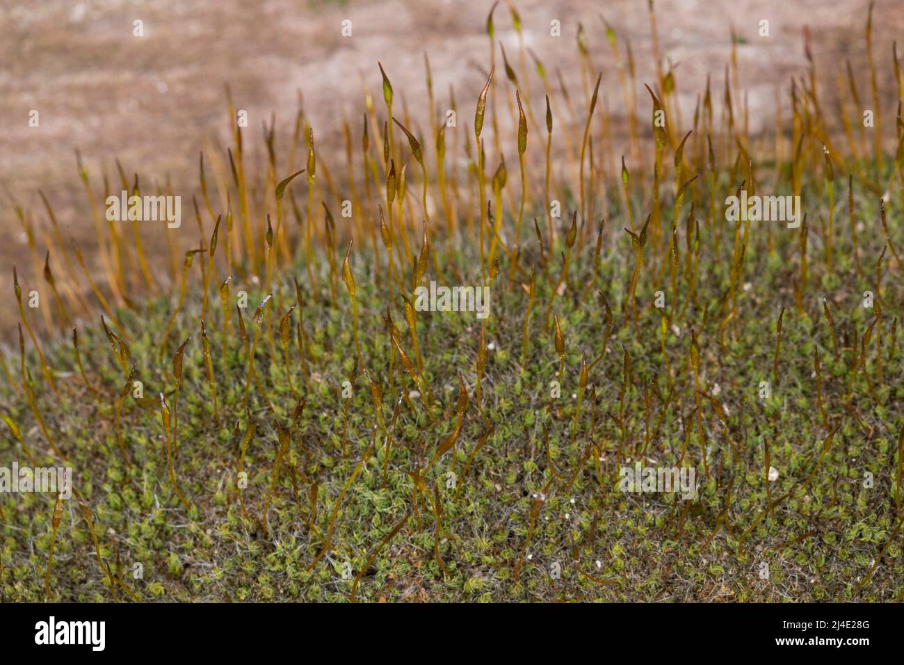 Mauer-Drehzahnmoos, in den Fugen einer Mauer, Mauerdrehzahnmoos, Drehzahnmoos, Mauer-Drehzahn, Tortula muralis, Tortula Moos, Wandschrauben-Moos, Barbule Stockfoto