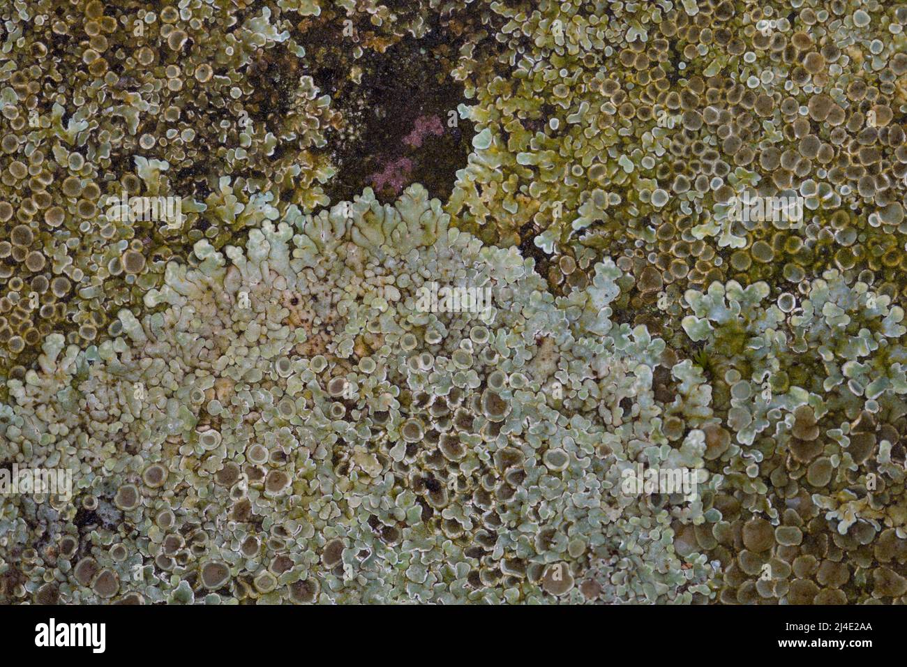 Mauerflechte, Mauer-Flechte, Gewöhnliche Mauerflechte, Lecanora muralis, Protoparmeliopsis muralis, Lecanora alboeffigurata, Lecanora albomarginata, L Stockfoto