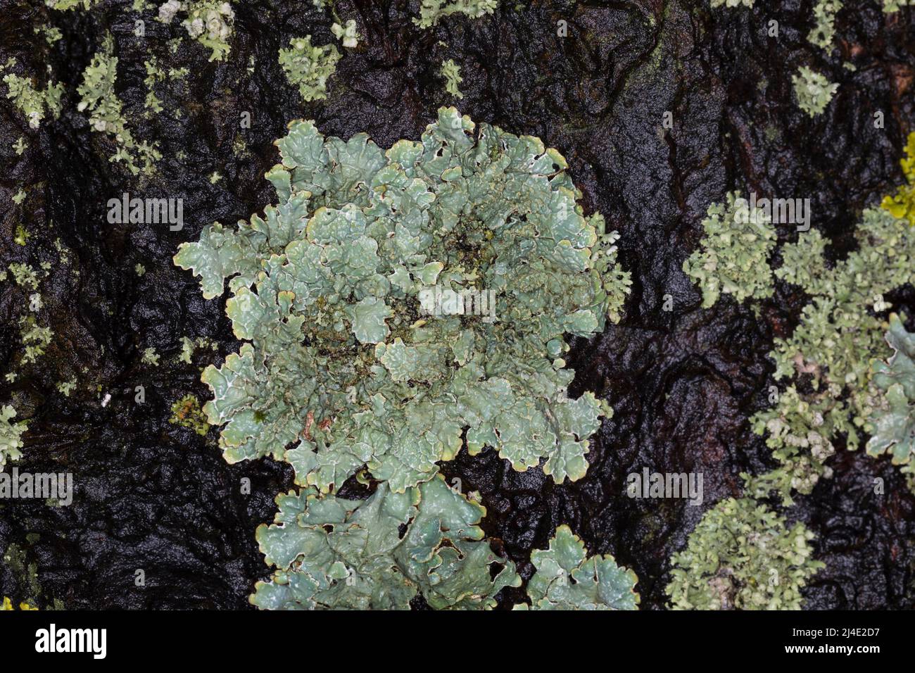 Sulcatflechte, Furchen-Schüsselflechte, auf der Rinde eines Stadtbaumes, Parmelia sulcata, Parmelia saxatilis var. sulcata, gehämmerte Schildflechte, cr Stockfoto