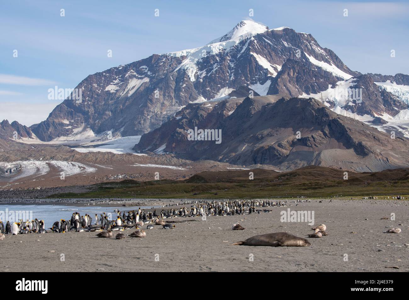 South Georgia, St. Andrew's Bay. Königspinguin (Aptenodytes patagonica) Kolonie & Elefantenrobben mit zurücktretenden Cook-Gletscher in der Ferne. Stockfoto