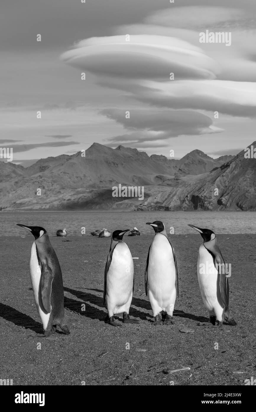 South Georgia, St. Andrew's Bay. Königspinguine mit Lentikularwolken. Das Bild kann nicht an Kreuzfahrtunternehmen lizenziert werden. Stockfoto