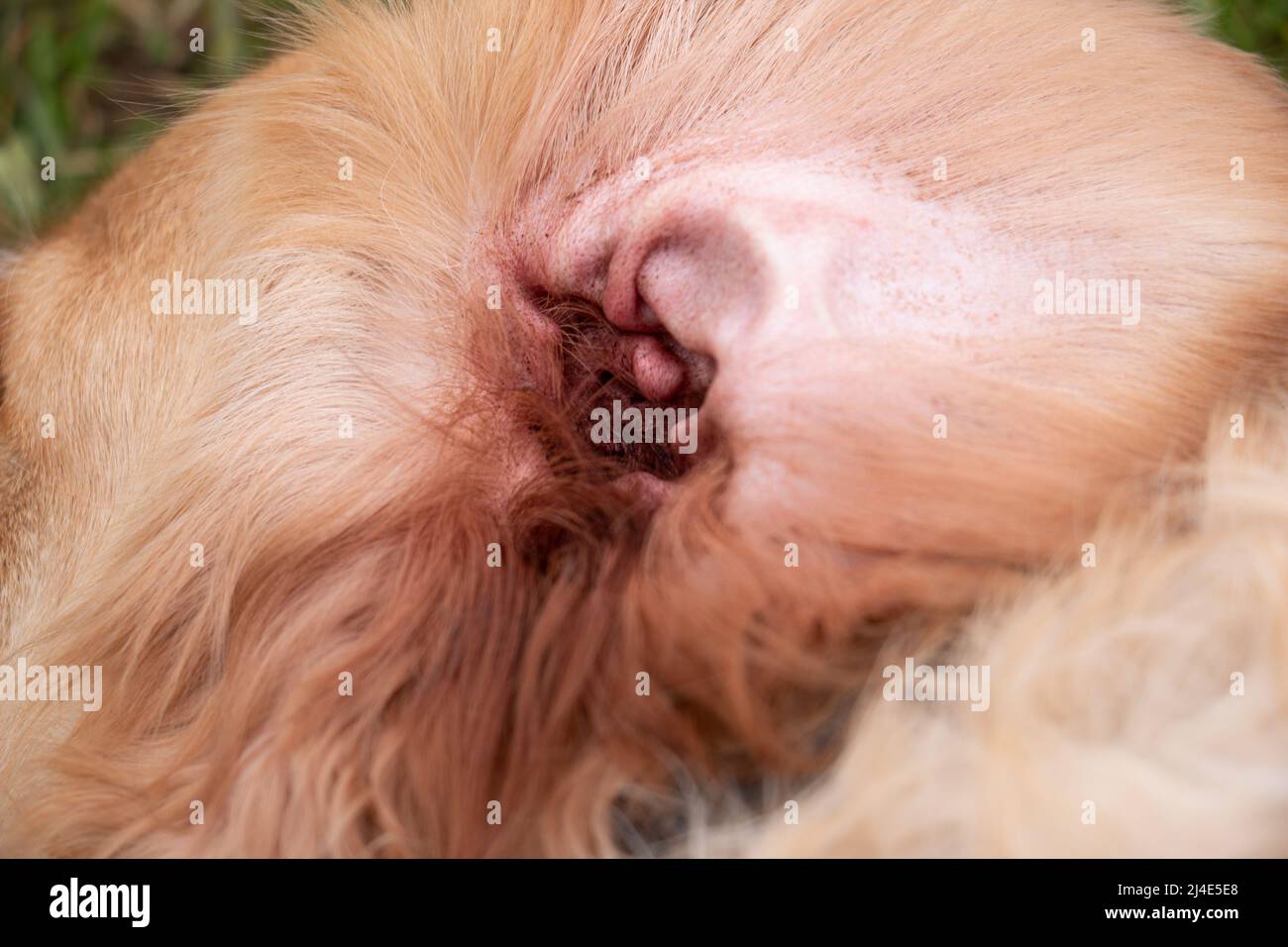 Hunde Ohr Nahaufnahme mit milden Ohr-Infektion und Ohrenwachs benötigen eine saubere Stockfoto