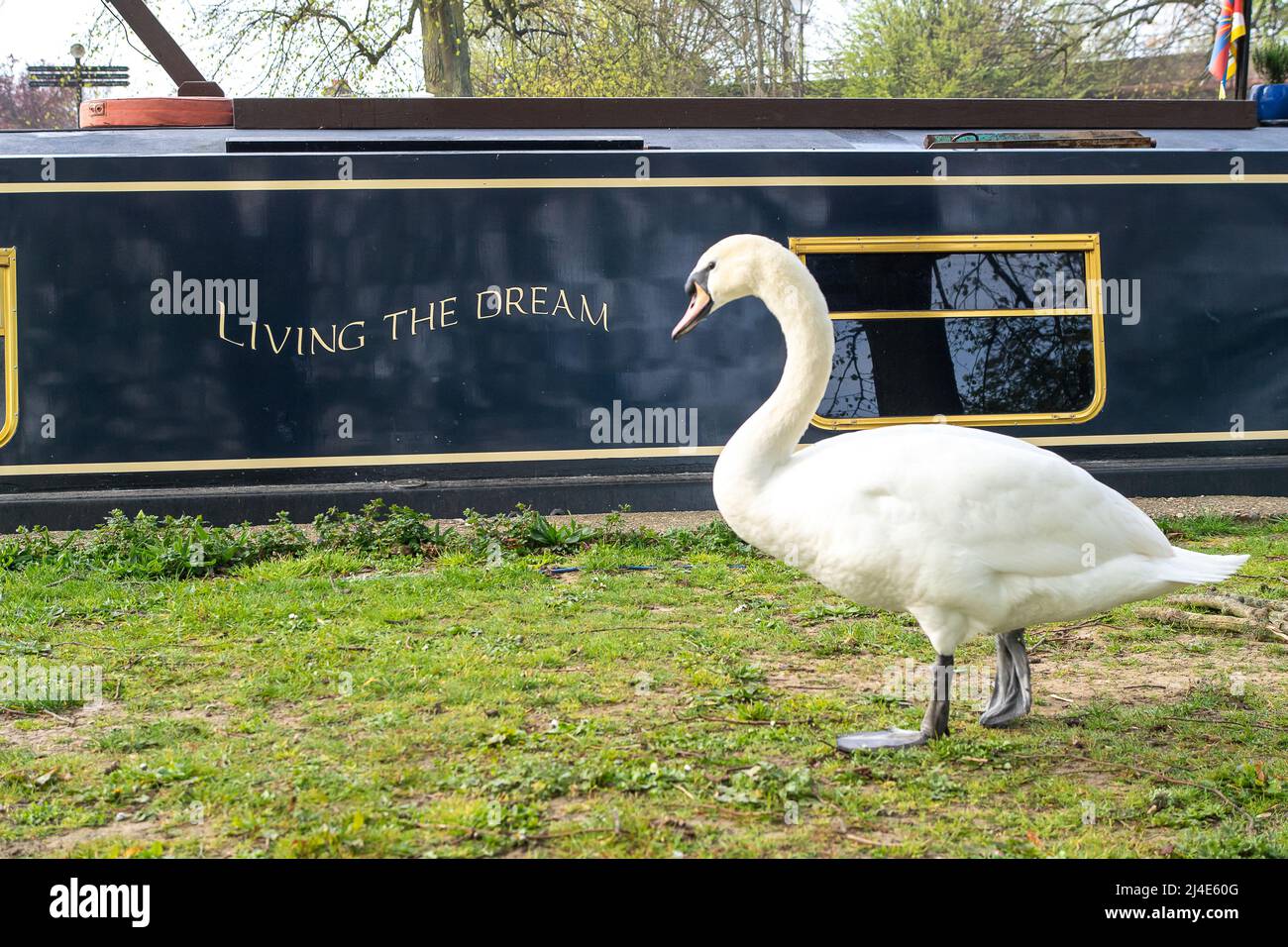 Windsor, Großbritannien. 14.. April 2022. Schwäne ernähren sich auf dem Gras neben einem Lastkahn, der auf der Themse mit dem Namen Living the Dream vertäut ist. Nach einem nebligen Start in den Morgen, kam die Sonne in Windsor heraus, als die Temperaturen 17 Grad erreichten. Es wird erwartet, dass sich das warme Wetter über das Osterwochenende fortsetzen wird. Quelle: Maureen McLean/Alamy Live News Stockfoto