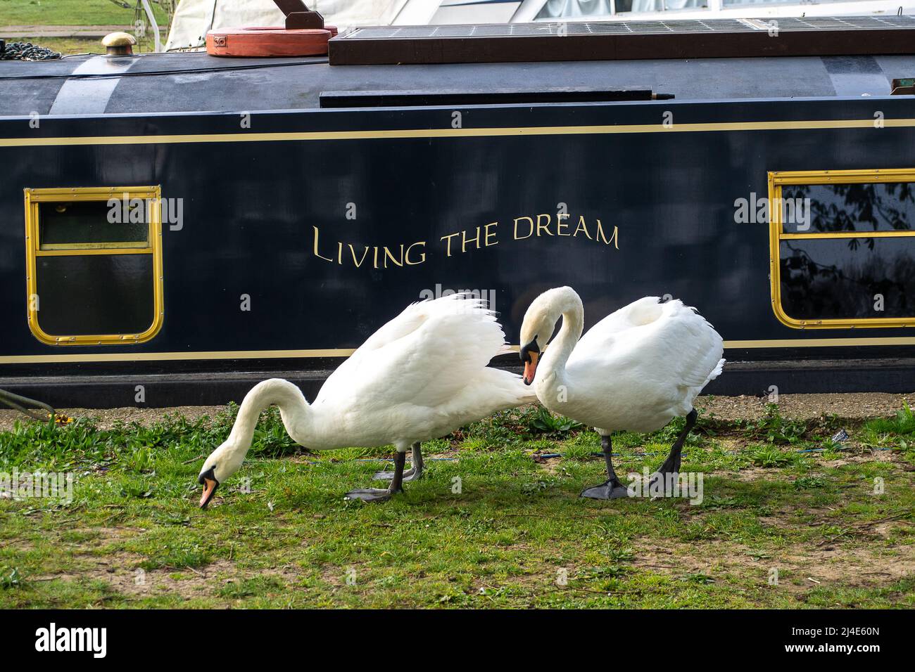 Windsor, Großbritannien. 14.. April 2022. Schwäne ernähren sich auf dem Gras neben einem Lastkahn, der auf der Themse mit dem Namen Living the Dream vertäut ist. Nach einem nebligen Start in den Morgen, kam die Sonne in Windsor heraus, als die Temperaturen 17 Grad erreichten. Es wird erwartet, dass sich das warme Wetter über das Osterwochenende fortsetzen wird. Quelle: Maureen McLean/Alamy Live News Stockfoto