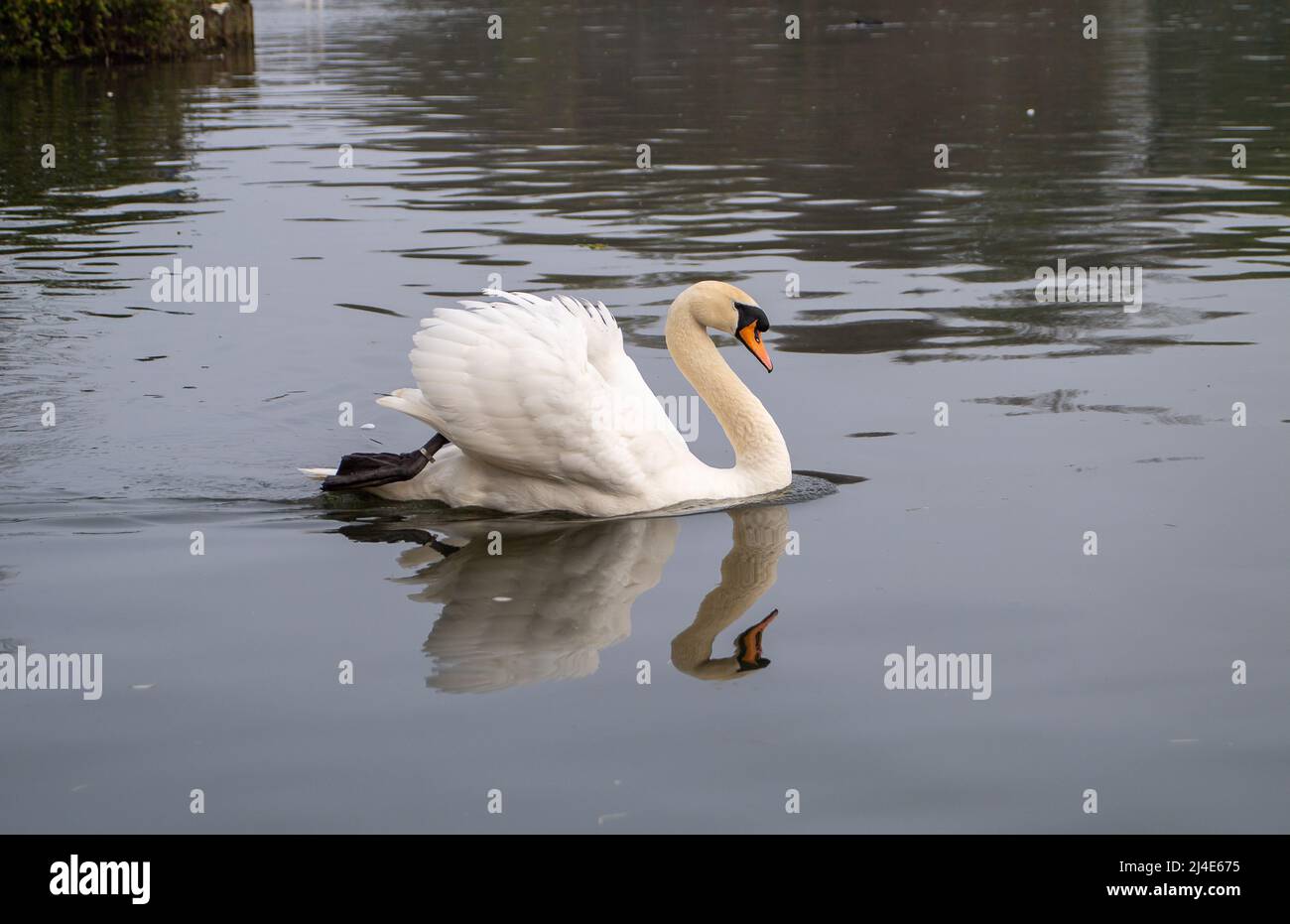 Windsor, Großbritannien. 14.. April 2022. Ein männlicher Schwan auf Patrouille auf der Themse. Nach einem nebligen Start in den Morgen, kam die Sonne in Windsor heraus, als die Temperaturen 17 Grad erreichten. Es wird erwartet, dass sich das warme Wetter über das Osterwochenende fortsetzen wird. Quelle: Maureen McLean/Alamy Live News Stockfoto