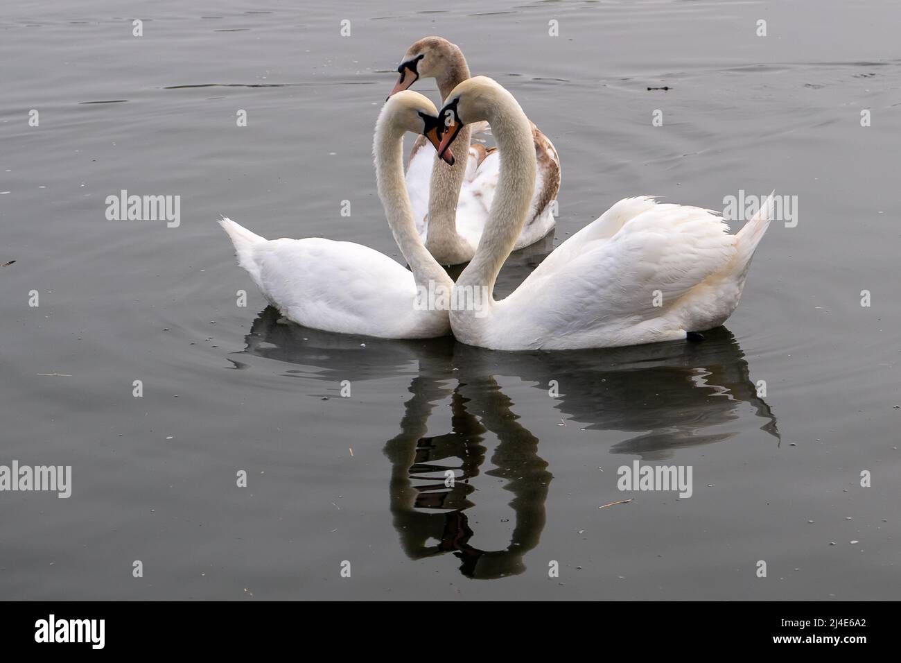 Windsor, Großbritannien. 14.. April 2022. Zwei Schwäne umwerben auf der Themse, während ein junges Cygnet versucht, sich einen Blick in die Themse zu verschaffen. Nach einem nebligen Start in den Morgen, kam die Sonne in Windsor heraus, als die Temperaturen 17 Grad erreichten. Es wird erwartet, dass sich das warme Wetter über das Osterwochenende fortsetzen wird. Quelle: Maureen McLean/Alamy Live News Stockfoto