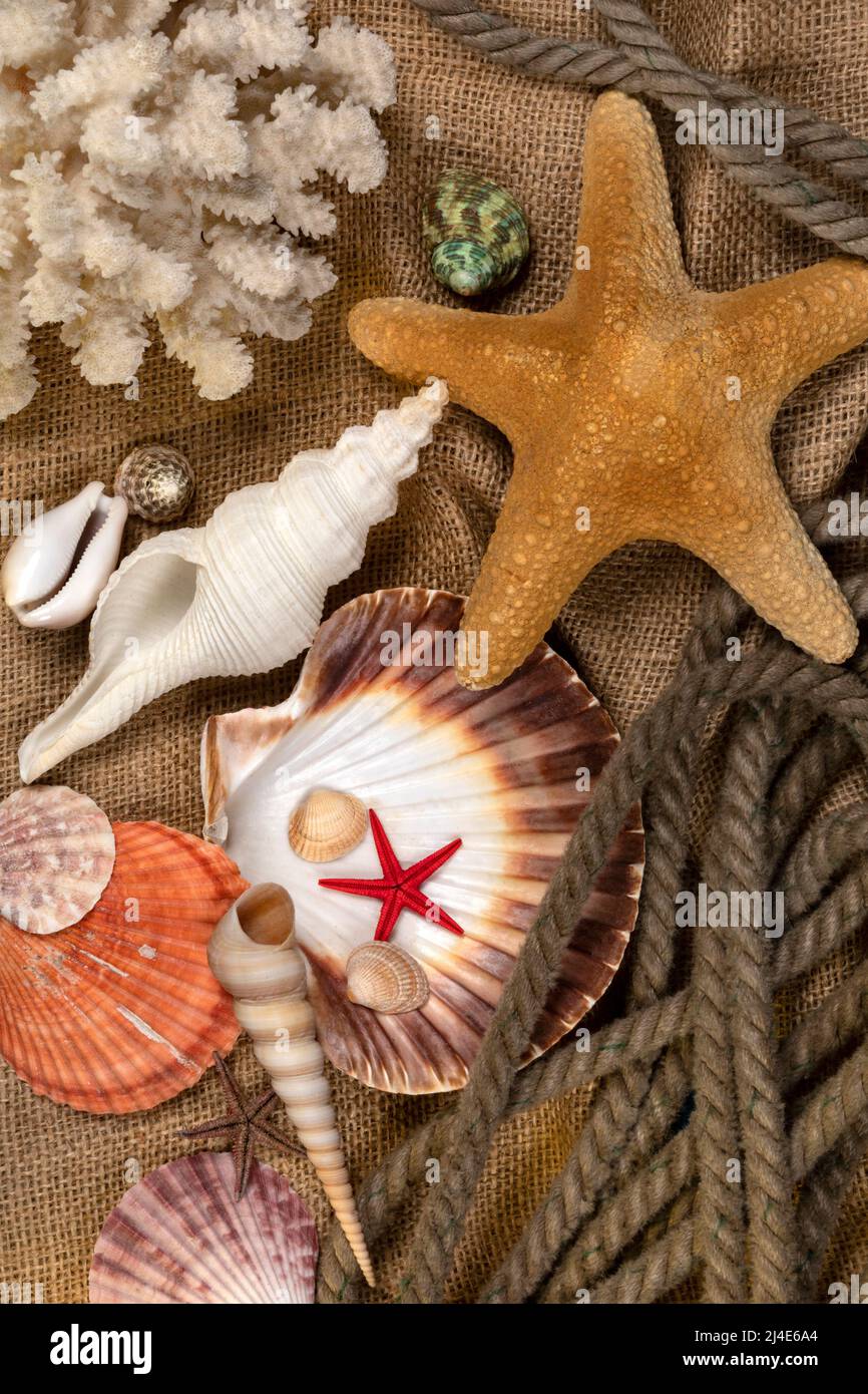 Sammlung von Muscheln - Eine Muschel ist in der Regel das Exoskelett