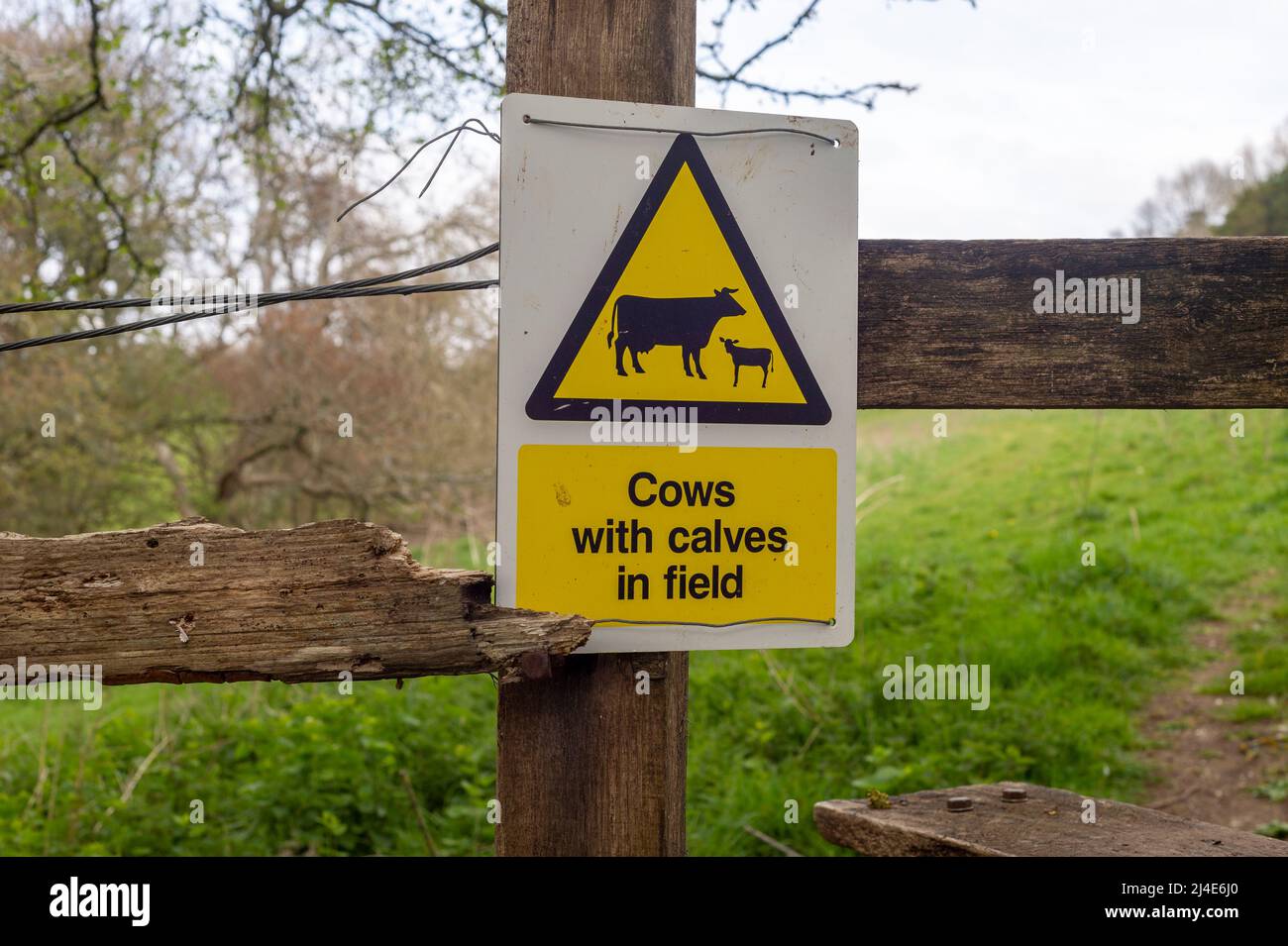 Bauern Warnschild, Kühe mit Kälbern auf dem Feld. Stockfoto
