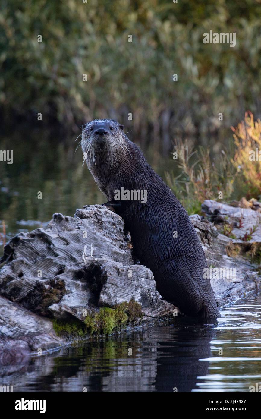 North American River Otter, Lontra canadensis Stockfoto