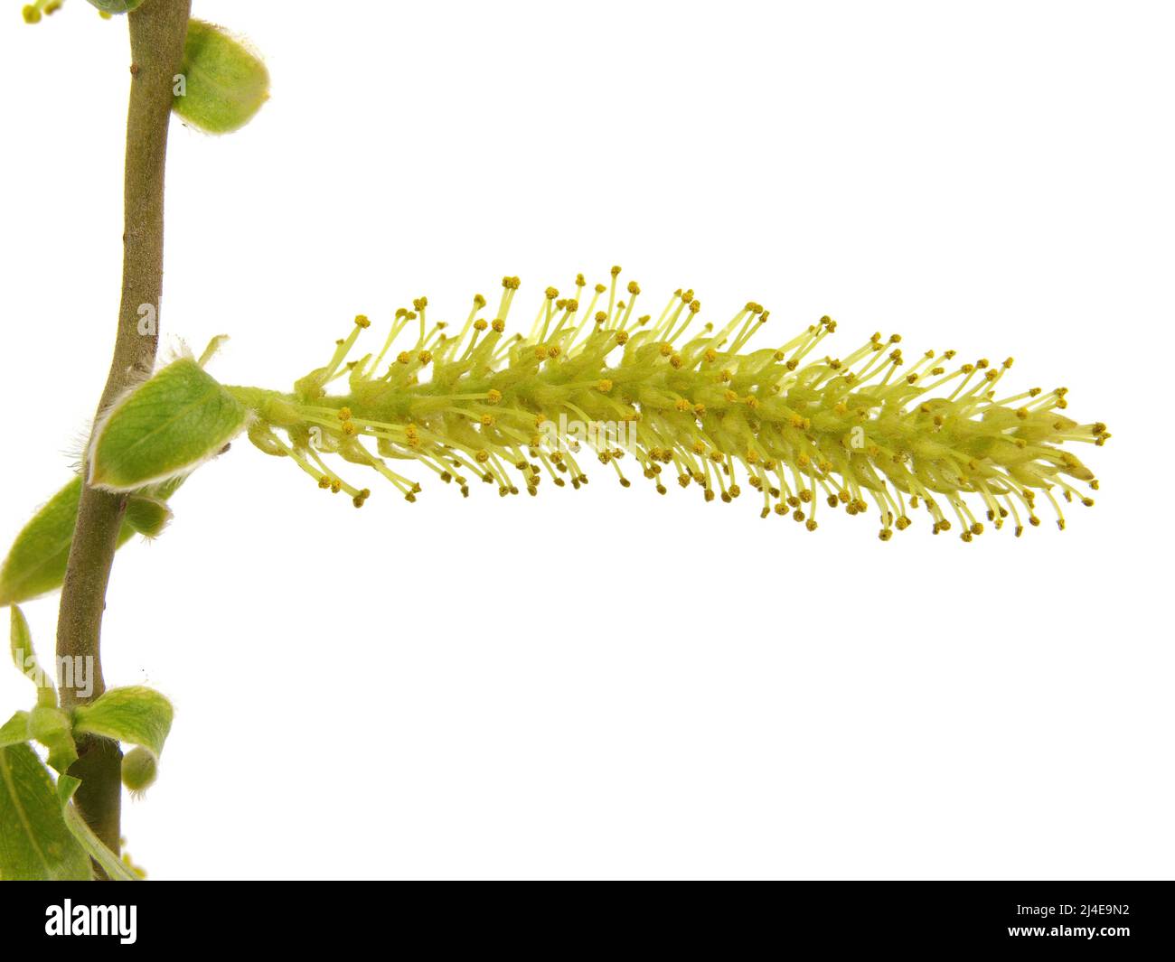 Blühende Weide aus der Nähe, Salix matsudana Tortuosa Stockfoto