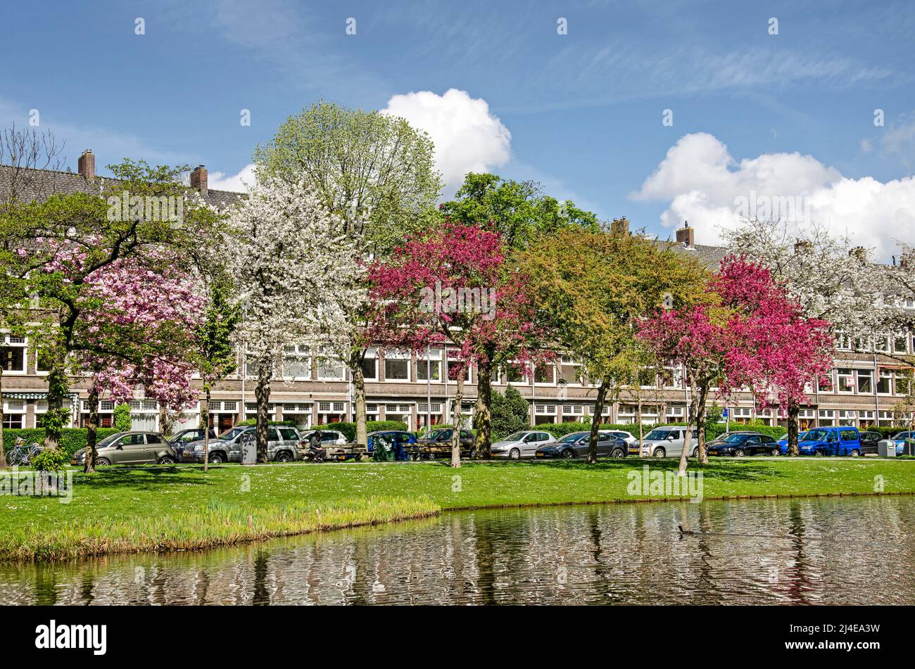 Rotterdam, Niederlande, 14. April 2022: Bunte Reihe blühender Bäume in rosa, weiß, rot und grün entlang des Statensingel-Kanals in Blijdorp-Nachbarschaft Stockfoto