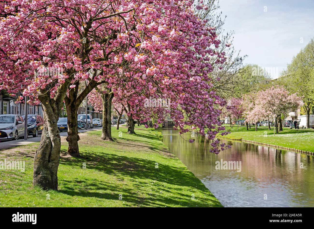 Rotterdam, Niederlande, 14. April 2022: Üppig blühende japanische Kirsche (prunus serrulata) entlang des Statensingel-Kanals in Blijdorp-Nachbarschaft Stockfoto