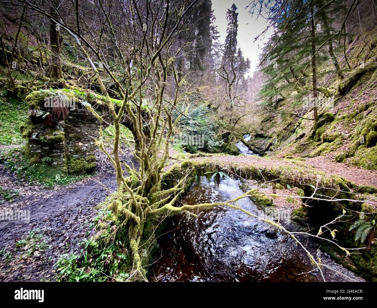 Reelig Glen, Highland, Schottland Stockfoto