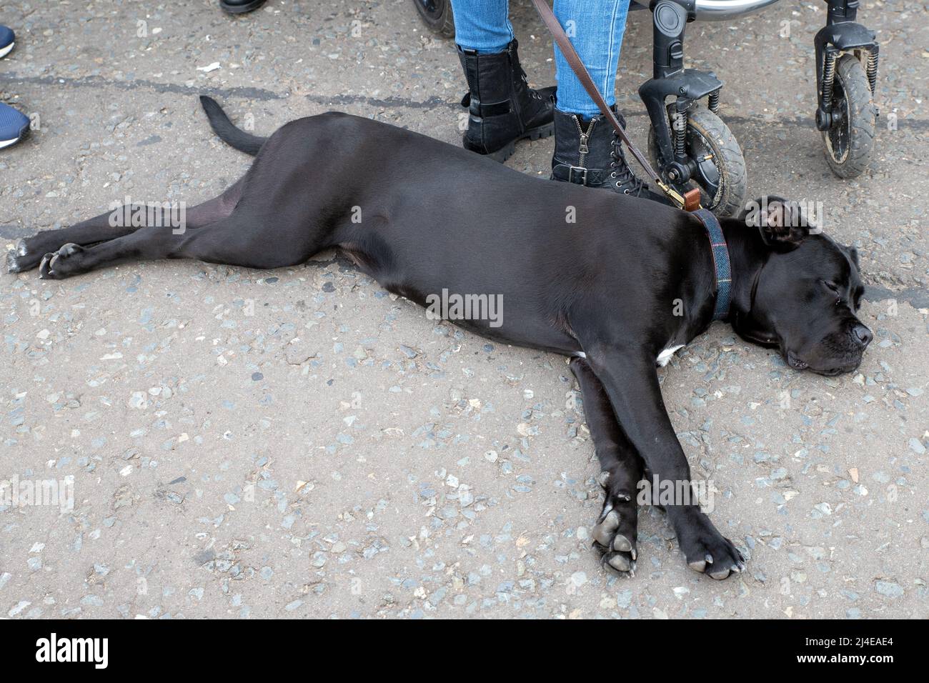 Ein Mischlingshund oder Mutt ist ein Hund, der nicht zu einer offiziell anerkannten Rasse gehört und nicht das Ergebnis einer absichtlichen Zucht ist. Stockfoto