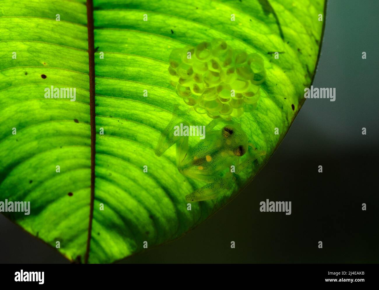 Ein retikulierter Glasfrosch oder La Palma Glasfrosch (Hyalinobatrachium valerioi), der unter einem grünen Blatt Eier in Gelegen hält. Kolumbien. Stockfoto