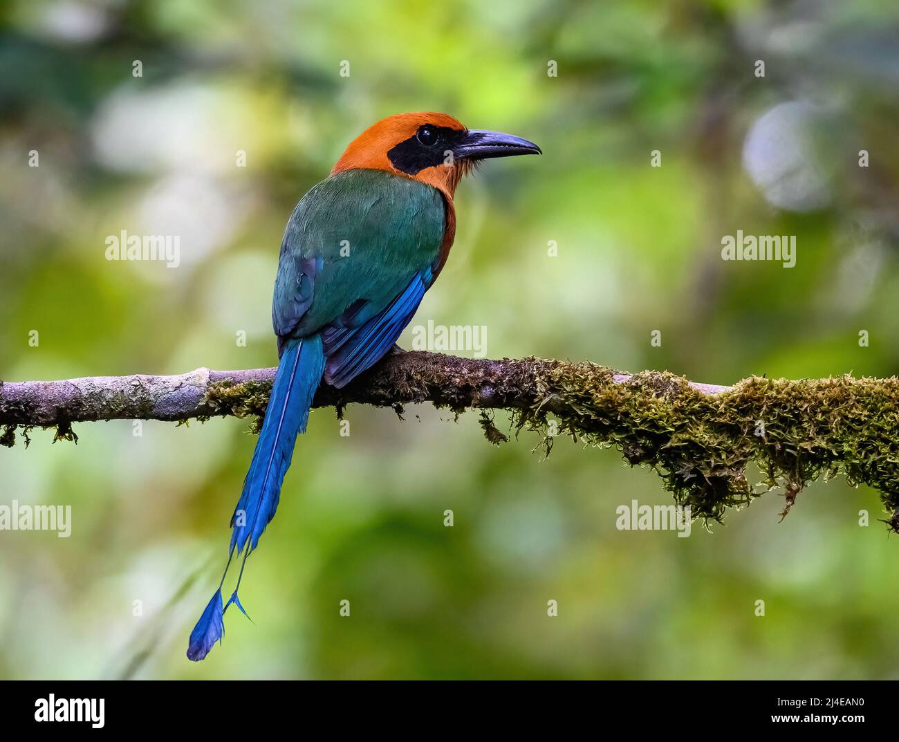 Ein Breitschnabelmotmot (Electron platyrhynchum), der auf einem Ast thront. Kolumbien, Südamerika. Stockfoto