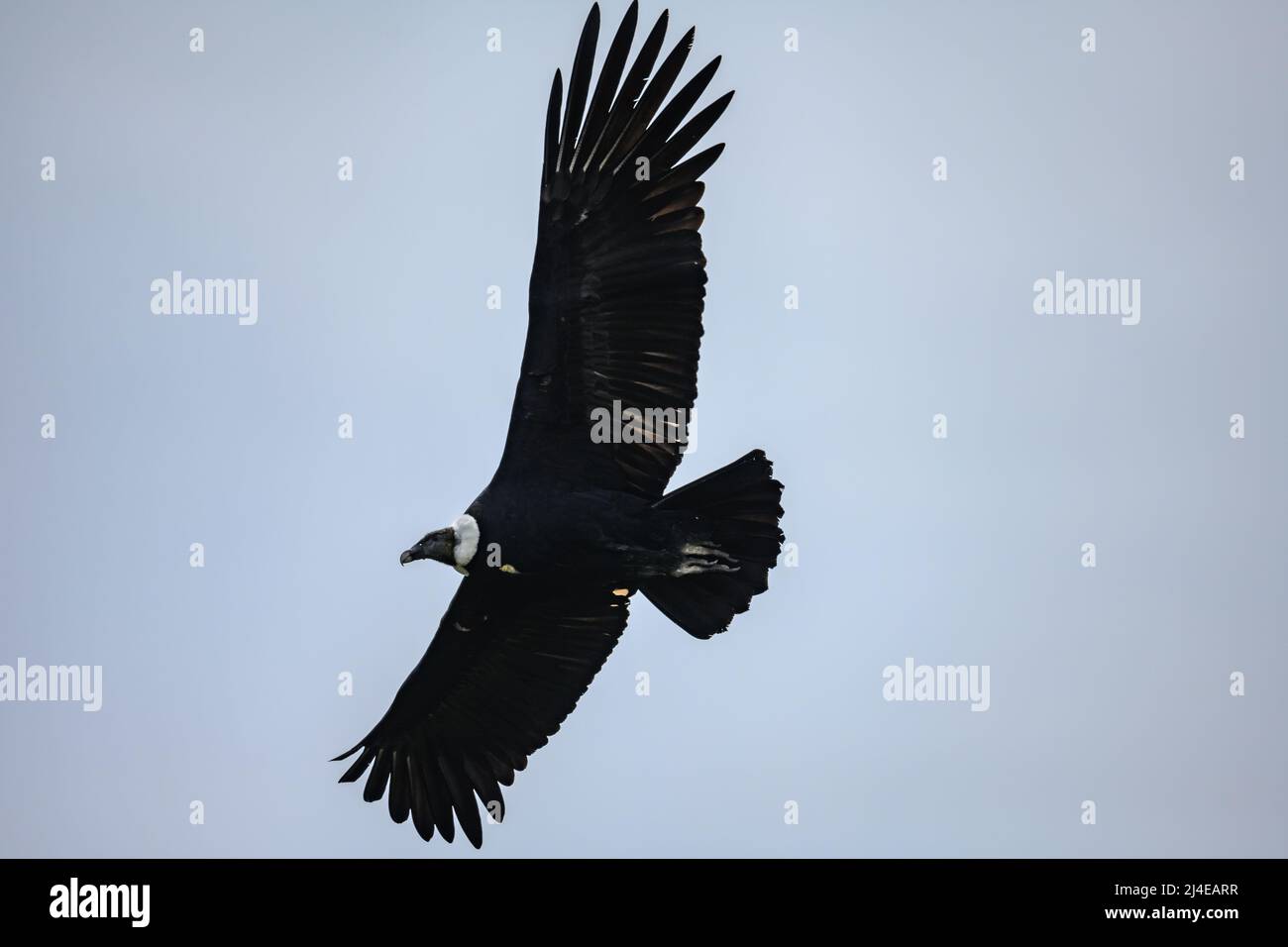 Ein majestätischer wilder Andenkondor (Vultur gryphus), der in den Himmel ragt. Kolumbien, Südamerika. Stockfoto