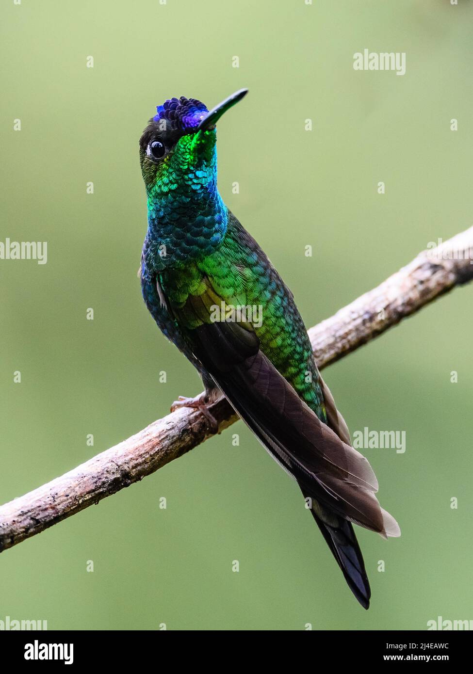 Ein männlicher, violett-frontierter Brilliant-Kolibri (Heliodoxa leadbeateri), der auf einem Ast thront. Kolumbien, Südamerika. Stockfoto