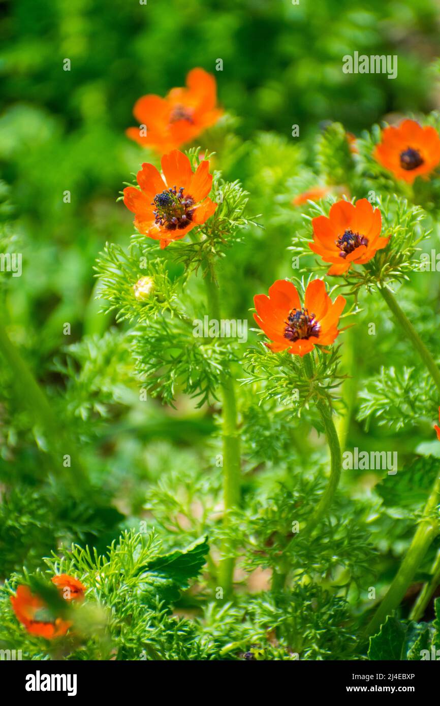 Das Auge des Phasans (Art Adonis annua) blüht Stockfoto