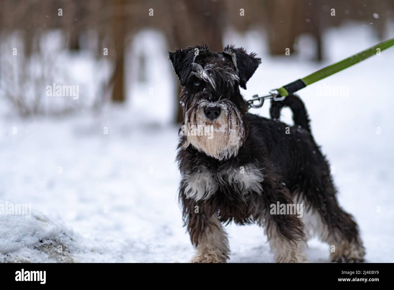 Miniatur Schnauzer Hundebart Hintergrund schwarz, aus Portrait Tier aus Rasse und Natur Säugetier, Schnurrbart Frühling. Agilität kleines Fell, Sommerrasen Stockfoto