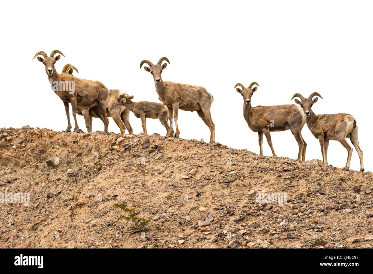 Dickhornschafe, Ovis canadensis nelsoni, in der Mojave-Wüste Stockfoto