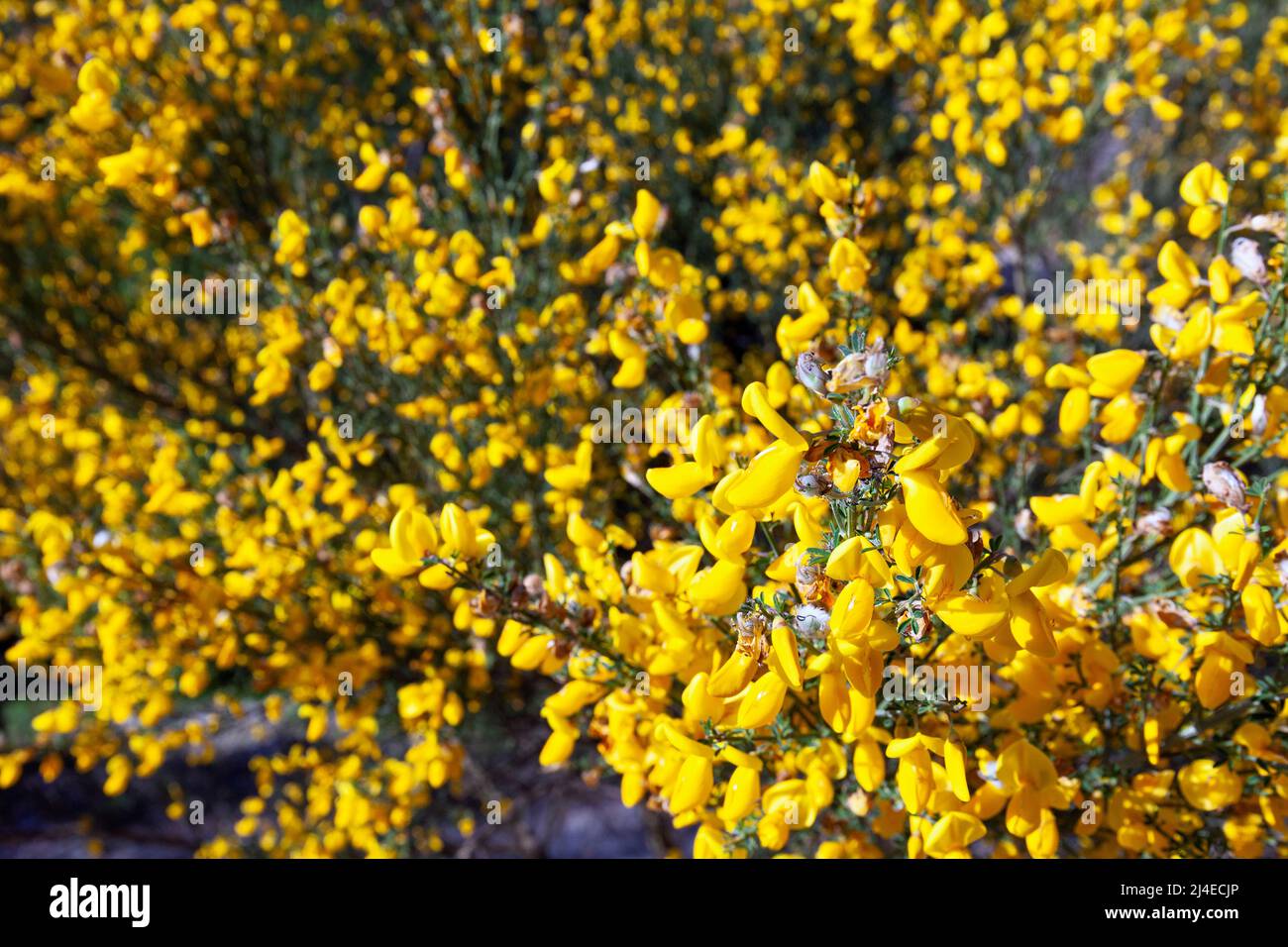 Europa, Portugal, Bezirk Coimbra, in der Nähe von Góis, Scotch Broom wächst wild am Berghang Stockfoto
