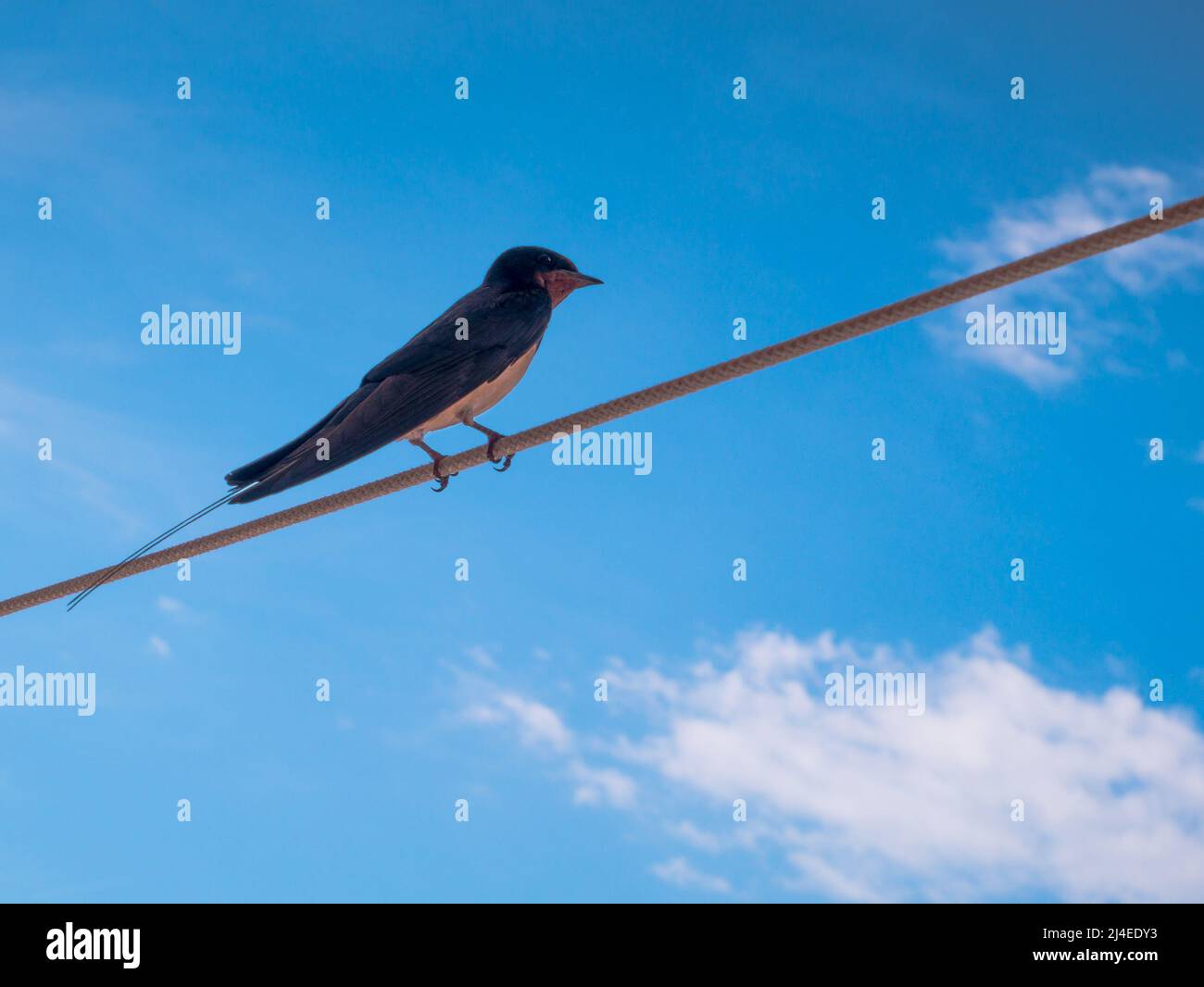 Schlucken Sie auf einem Draht. Blauer Himmel mit Wolken. Stockfoto
