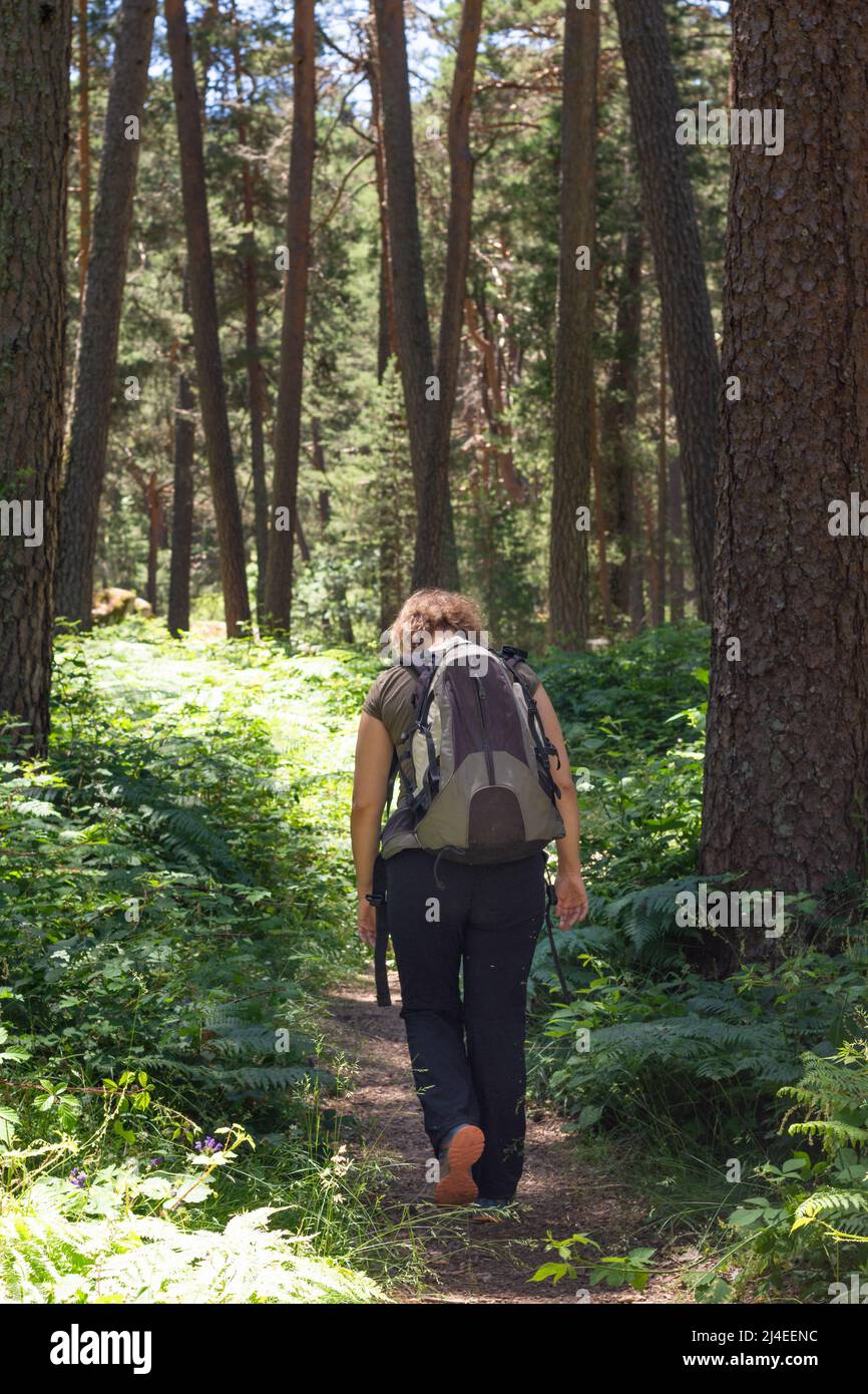 Die blonde, lockige Frau, die auf dem Rücken mit einem Rucksack auf dem Rücken unterwegs ist, läuft auf dem Kiefernwald entlang, der von Farnen und pi umgeben ist Stockfoto
