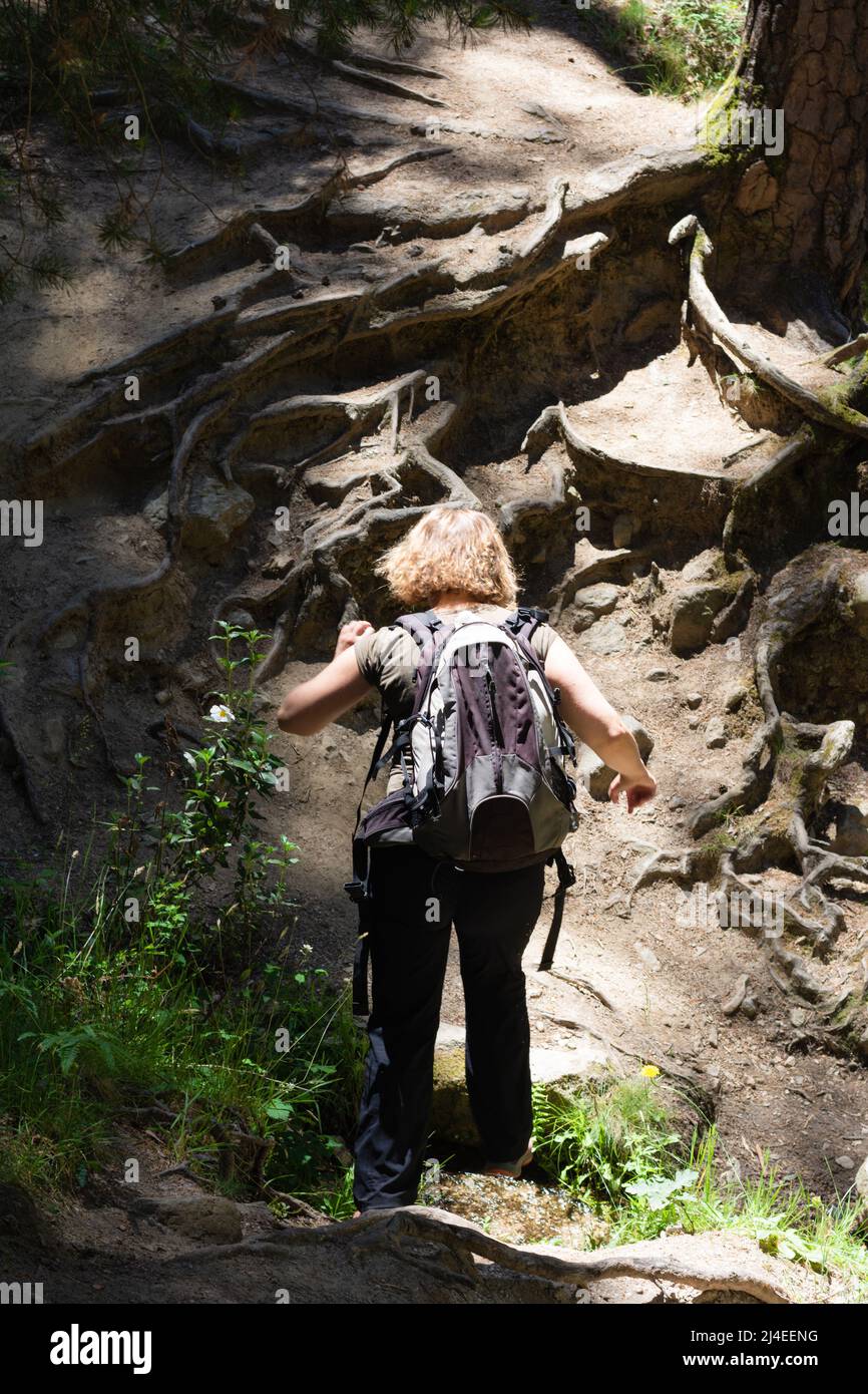 Die blonde, lockige Frau, die auf dem Rücken läuft, mit einem Rucksack auf dem Rücken, geht den hohen Pinienwald-Pfad mit Wurzeln und Steinen entlang Stockfoto