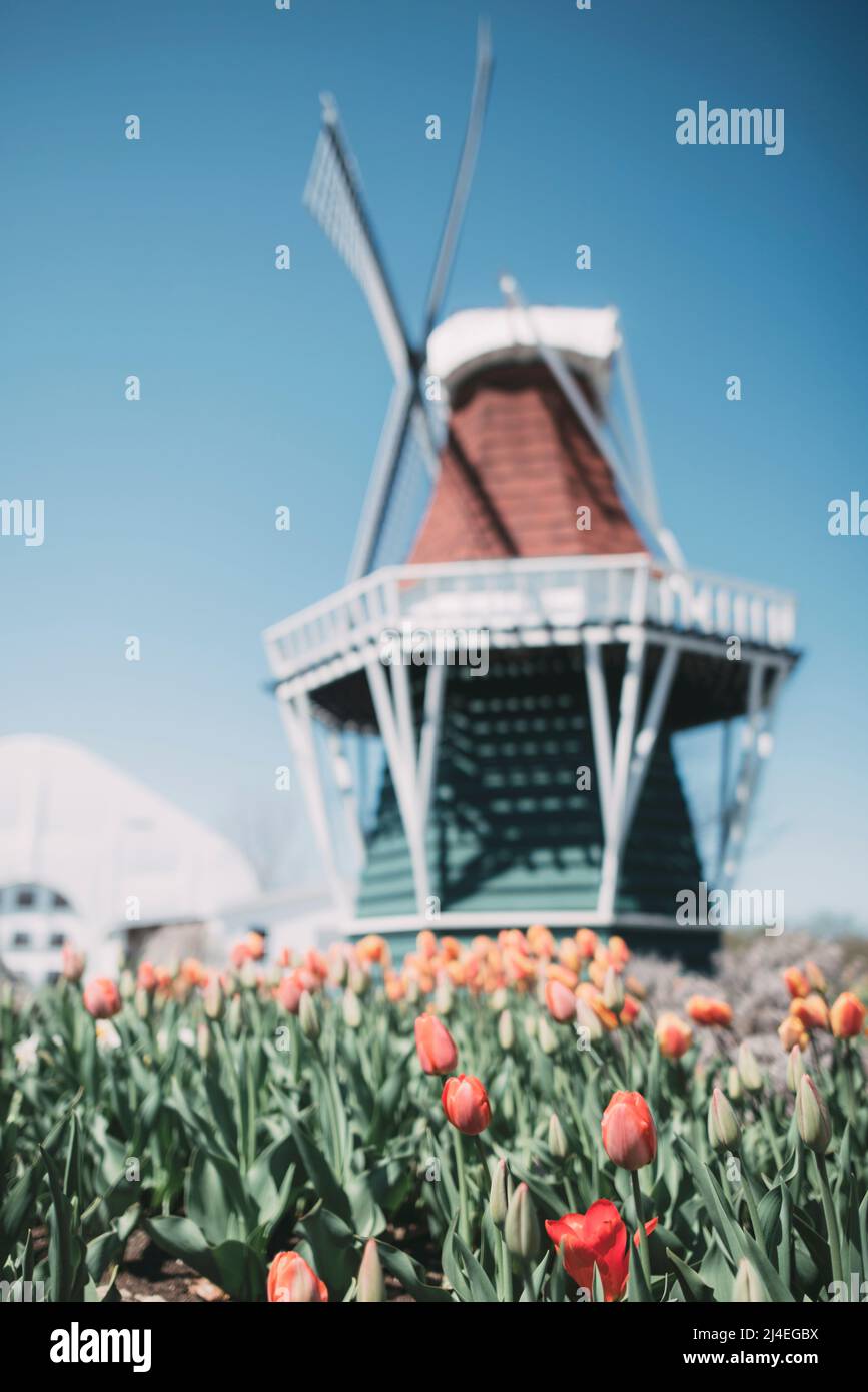 Wunderschöne, frische Tulpen beim Tulpenzeitfestival Holland, Michigan, im späten Frühjahr Stockfoto