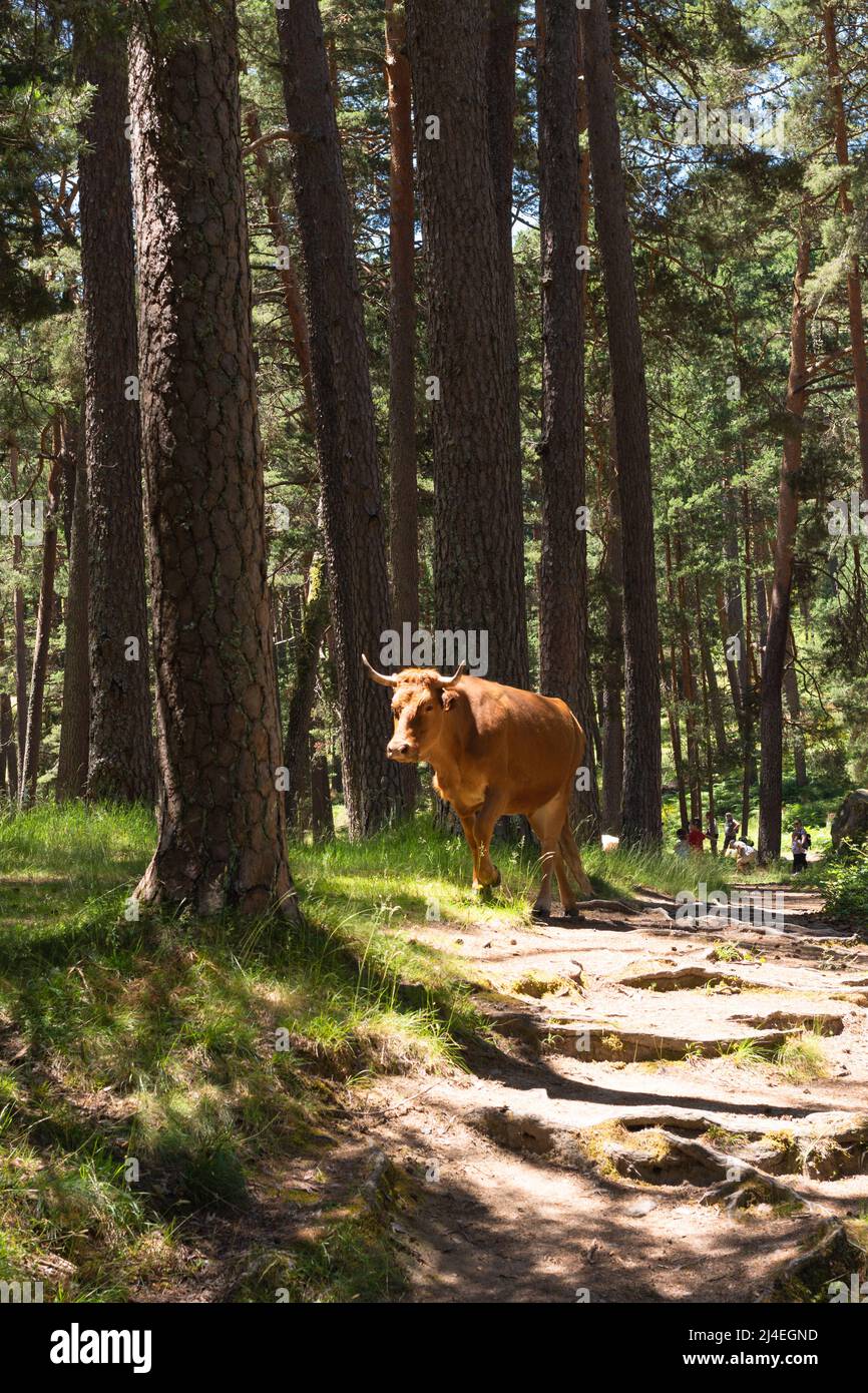 Braune Kuh, die mitten in einem Kiefernwald mit dem Tageslicht durch die Bäume geht und sie erhellt. Stockfoto