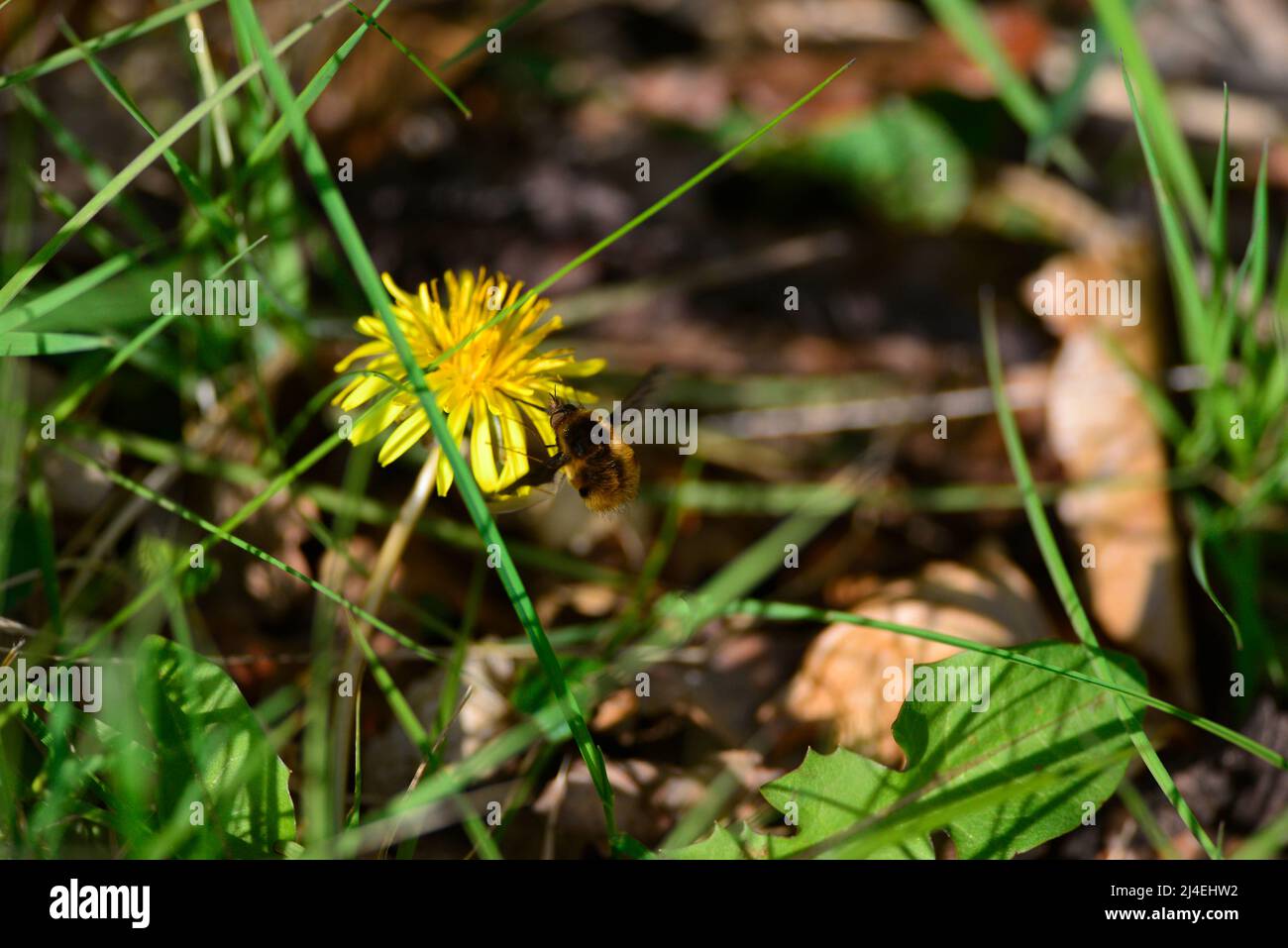 Bienenfliegen oder Bombyliidae Stockfoto