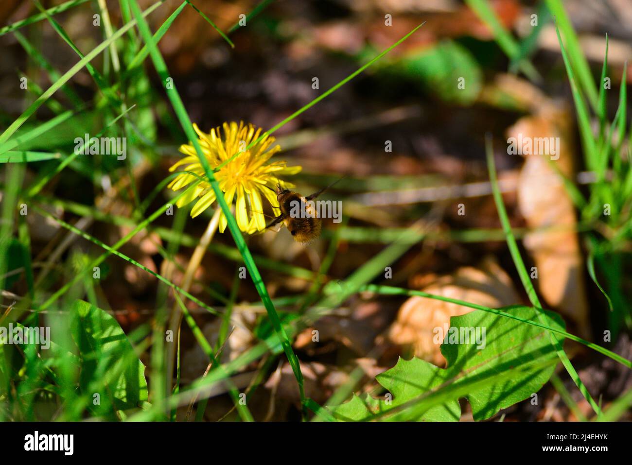 Bienenfliegen oder Bombyliidae Stockfoto