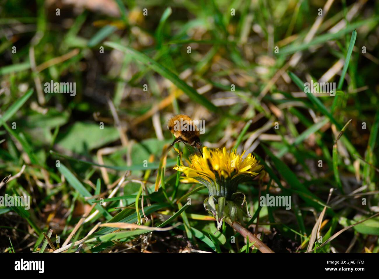 Bienenfliegen oder Bombyliidae Stockfoto