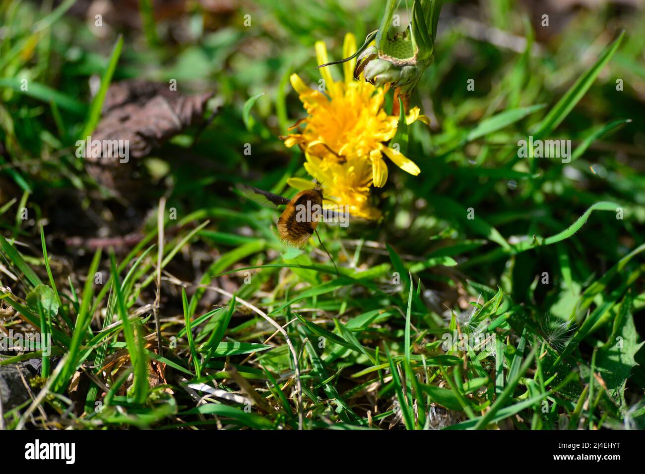 Bienenfliegen oder Bombyliidae Stockfoto