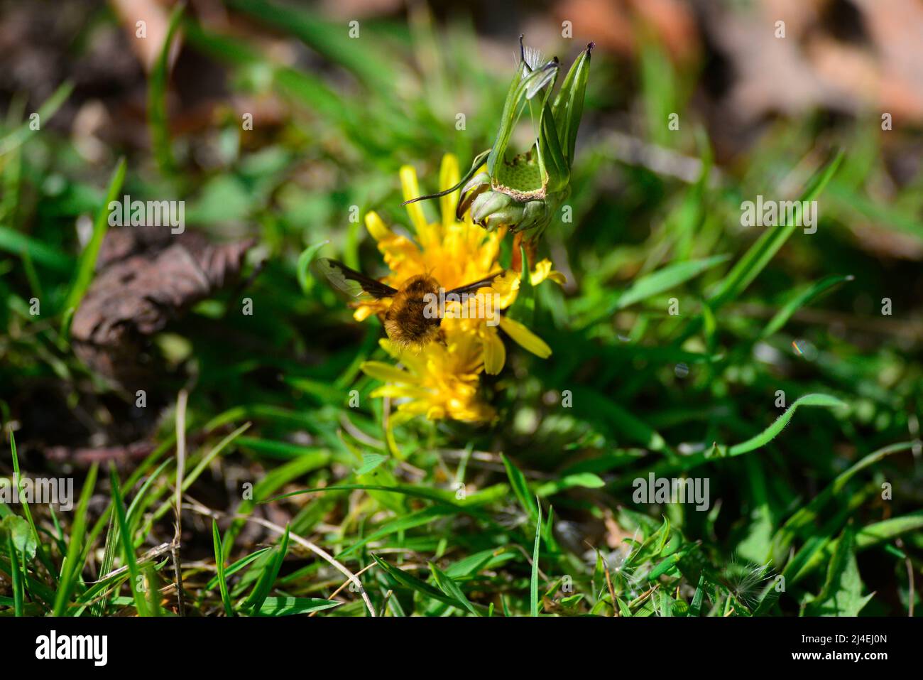 Bienenfliegen oder Bombyliidae Stockfoto