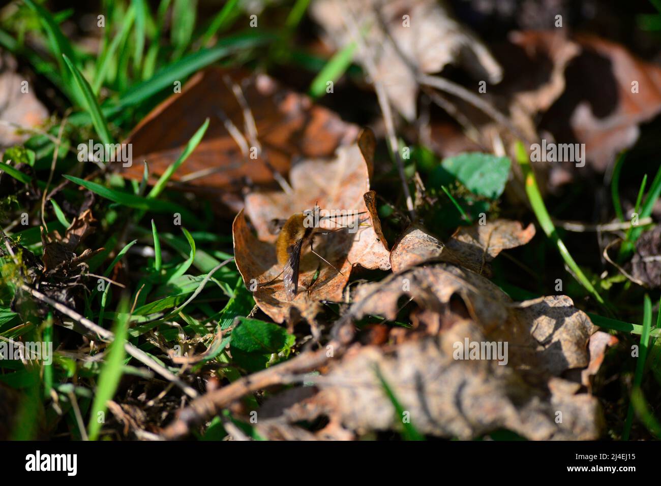 Bienenfliegen oder Bombyliidae Stockfoto