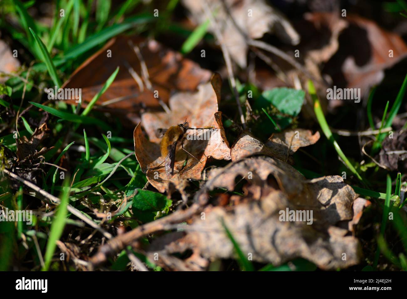 Bienenfliegen oder Bombyliidae Stockfoto