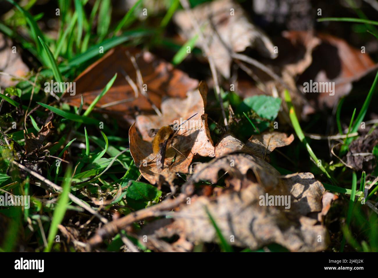 Bienenfliegen oder Bombyliidae Stockfoto