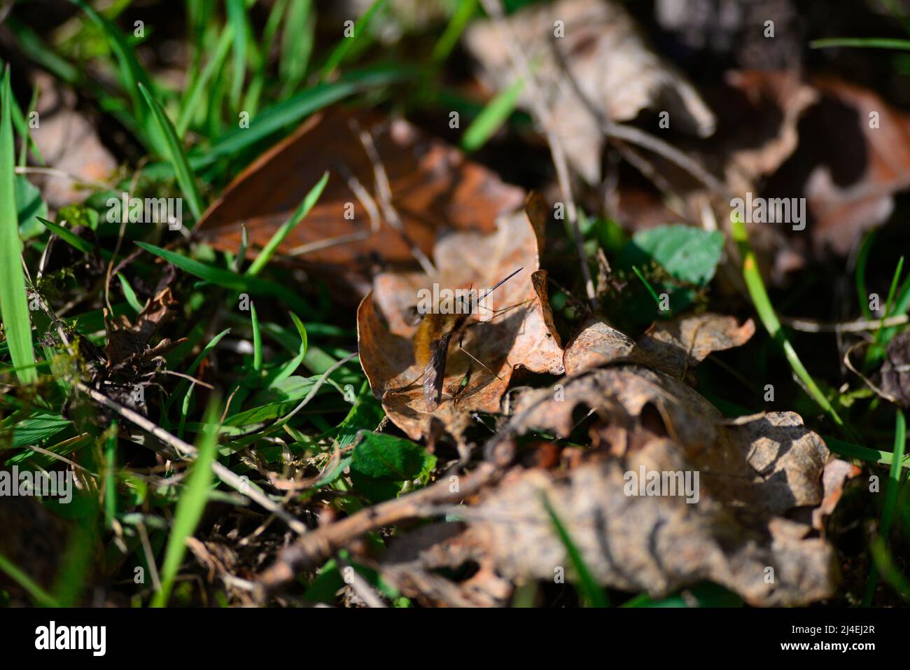 Bienenfliegen oder Bombyliidae Stockfoto