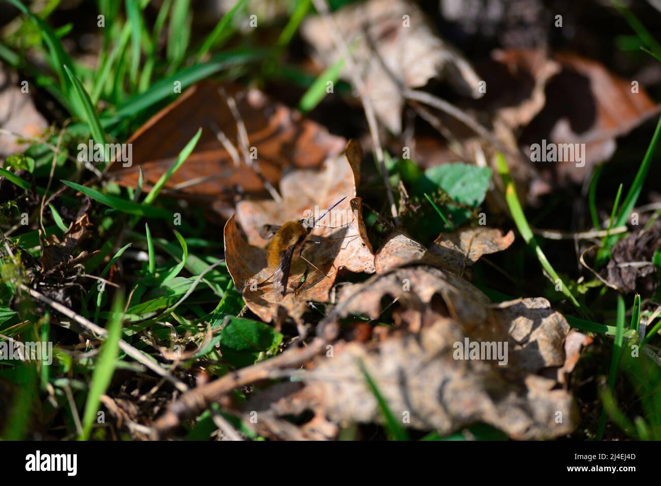 Bienenfliegen oder Bombyliidae Stockfoto