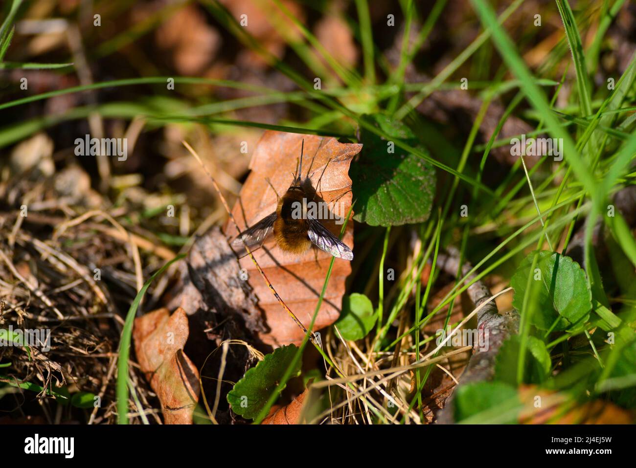 Bienenfliegen oder Bombyliidae Stockfoto