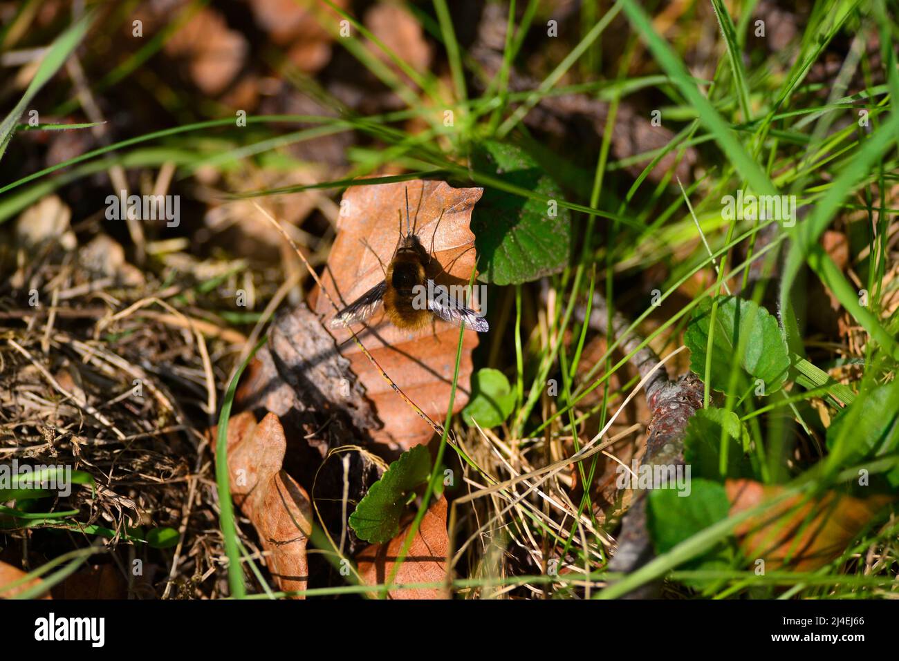 Bienenfliegen oder Bombyliidae Stockfoto