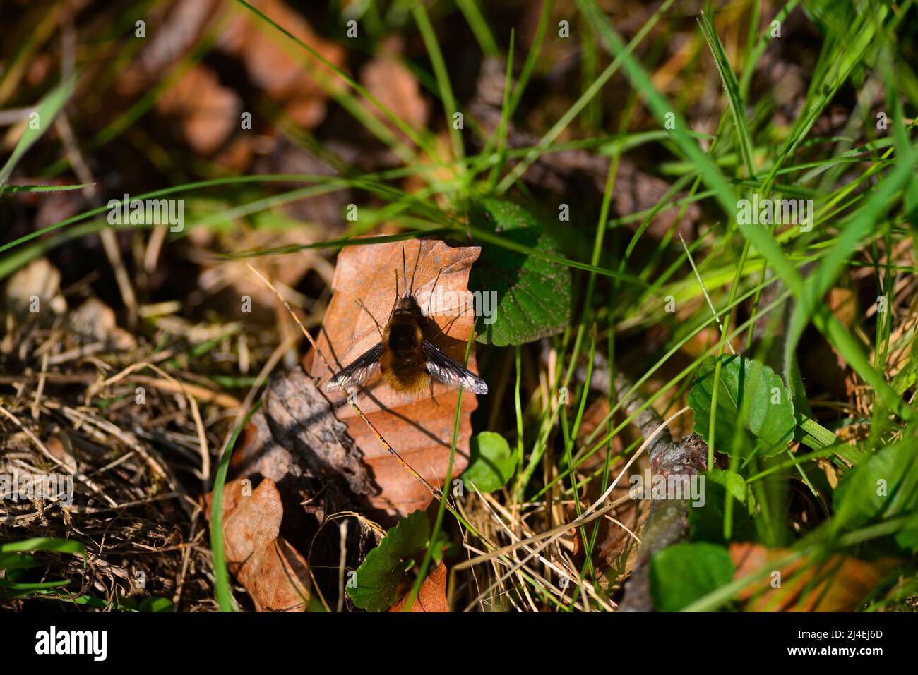 Bienenfliegen oder Bombyliidae Stockfoto