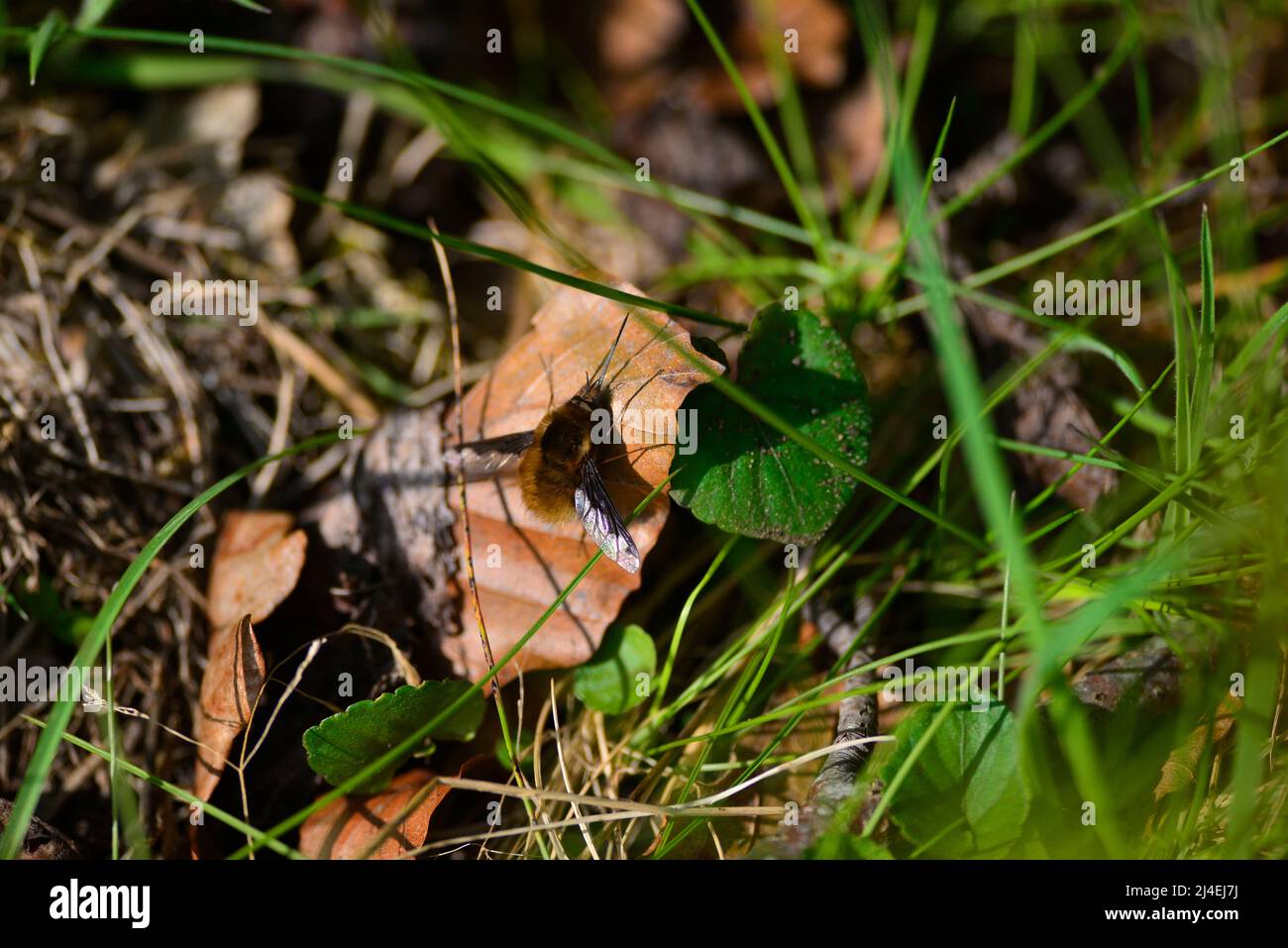 Bienenfliegen oder Bombyliidae Stockfoto