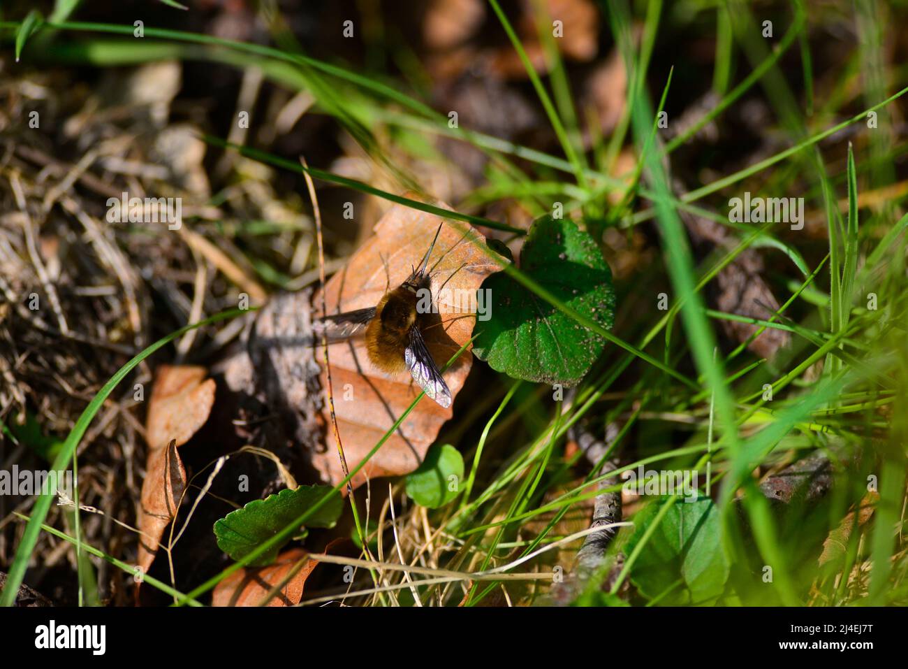 Bienenfliegen oder Bombyliidae Stockfoto