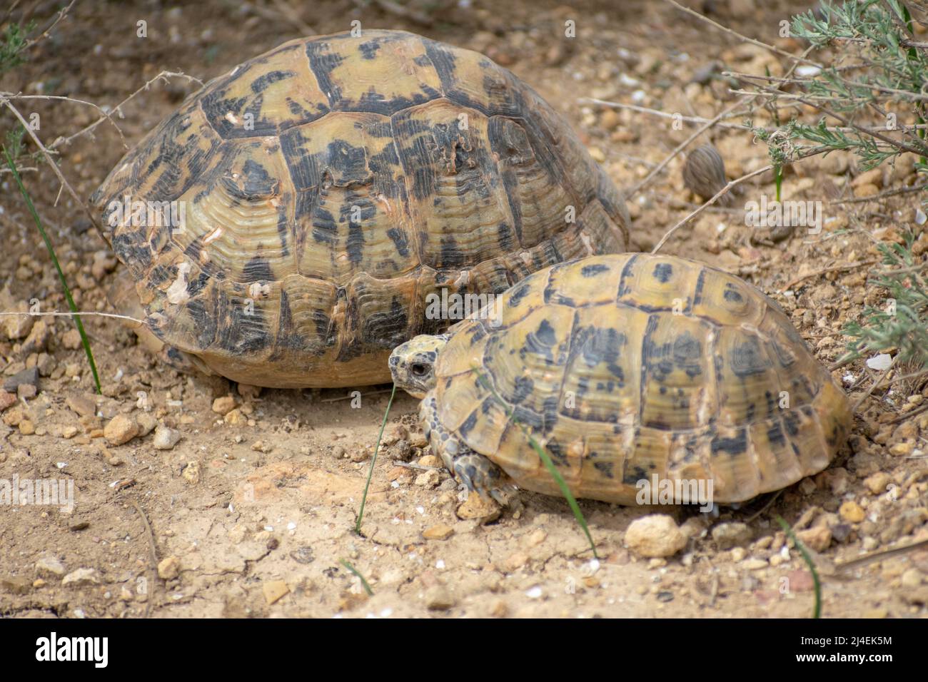 Männliche und weibliche griechische Schildkröte (Testudo graeca) während der Paarungssaison Stockfoto