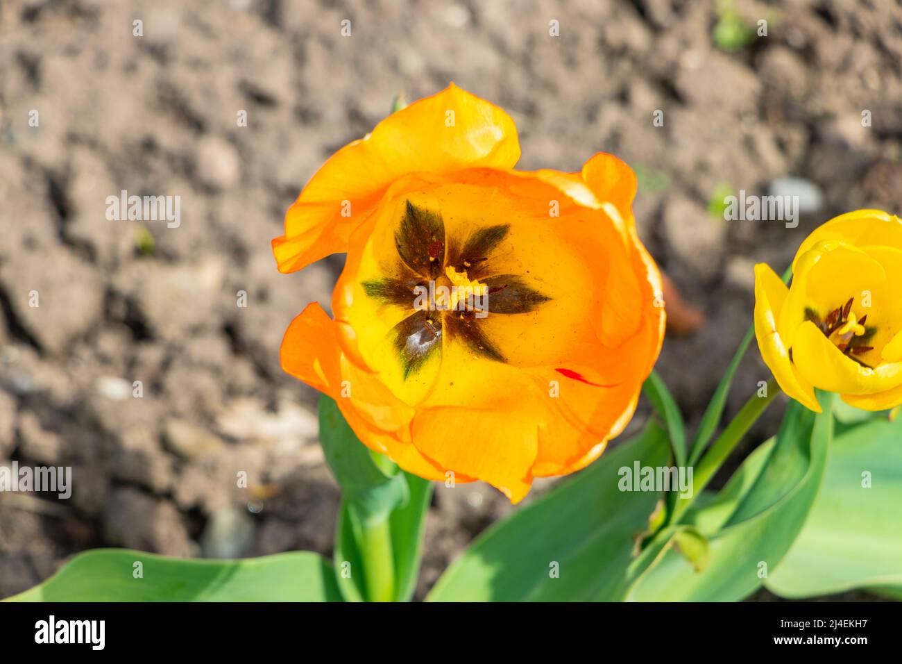 Nahaufnahme einer leuchtenden orangen Tulpenblüte mit grünen Blättern, die in einem Gartenboden wachsen. Stockfoto